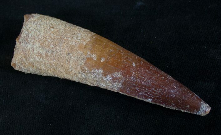 Spinosaurus Tooth - Good Quality #9071